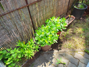 Bablevelű varjúháj, lilom, bambusz - 5 cserép virág, növény