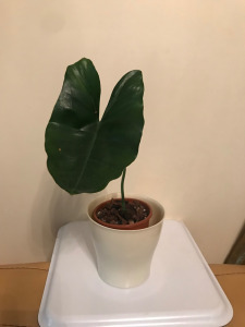 Szobanövény - Philodendron Burle Marx (filodendron)
