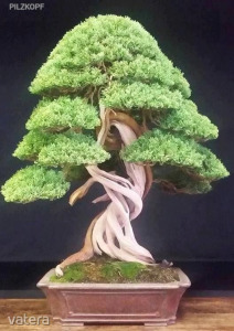 Bonsai fa - rak, akcik, vsrls olcsn - Vatera.hu