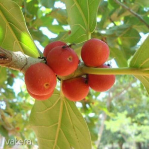 BANYAN FA - Ficus benghalensis - magok  (50+) - ÍZLETES RITKASÁG! - Gx 049