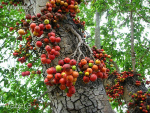 INDIAI FÜRTÖSFÜGE - Ficus racemosa - magok (20+) -LÁTVÁNYOS RITKASÁG!! - Gx 051