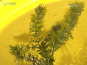Érdes tócsagaz vízinövény hínár ceratophyllum demersum kerti tóba