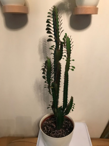 Szobanövény - Euphorbia trigona - Háromélű kutyatej (szukkulens, pozsgás, kaktusz)