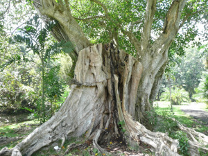 SZENT FÜGE, Ficus religiosa,  25 db magok