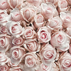 Pastel Roses papírszalvéta 33x33cm,20db-os