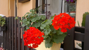 Szoba és balkonnövények. Piros álló muskátli, futó pletyka, zöldike (csokrosinda), aloe vera.