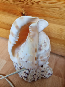 Eladó tengeri csiga lámpa