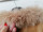 Nagyon egyedi finom kecskebőr dzseki zakó lemberdzsek őszi tavaszi eredeti szőrmével  42 44 107 mell Kép