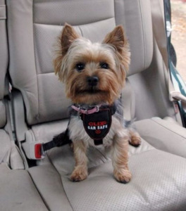 Clix CarSafe biztonsági autós-heveder kutyáknak ( L és S méretek)