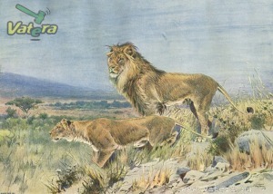 Ingyen posta, kész kép fakeretben, Állat, oroszlán, vászonnyomat, 30x42 cm-es kép