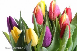 Ingyen posta, kész kép feszítőkeretben, Vászonkép, Tavaszi, Virág, Tulipán, Csokor