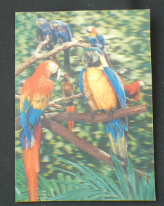 Papagájok dimenziós képeslap