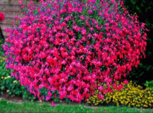 Csüngő Lobélia magok 100db vegyes szín hosszan/bőven virágzó