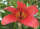 Vörös gyapotfa 3 db mag > Elsősorban szépsége és különlegessége vonzó, de gyógynövényként is fontos Kép